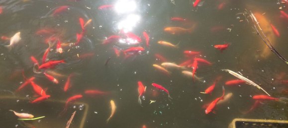 5 bedrooms House in Santarem, Portugal No. 146380 48