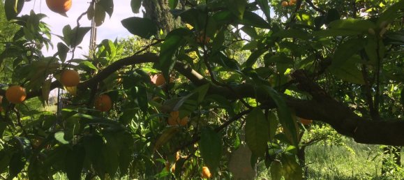 5 bedrooms House in Santarem, Portugal No. 146380 43