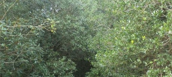 Terreno em Tricase, Italy 10000 m² N.º 334641 13