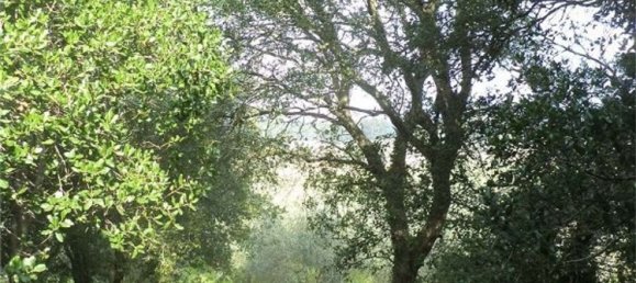 Terreno em Tricase, Italy 10000 m² N.º 334641 14