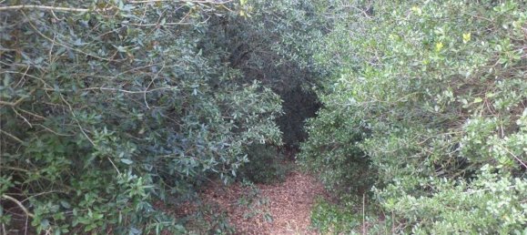 Terreno em Tricase, Italy 10000 m² N.º 334641 12