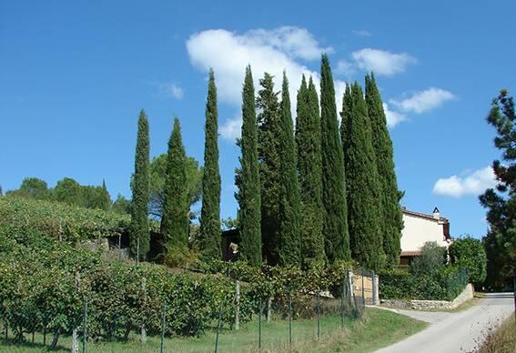 Вилла с 5 спальнями в Бучине, Италия № 57443