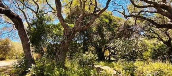 5 bedrooms Villa in Palau, Italy No. 19384 23