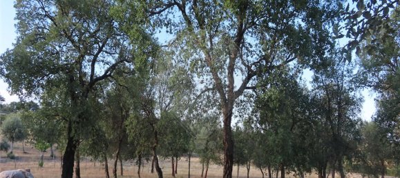 9 bedrooms House in Sao Miguel de Acha, Portugal No. 69913 27