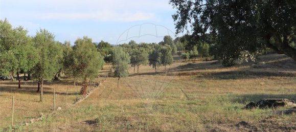 9 bedrooms House in Sao Miguel de Acha, Portugal No. 69913 10