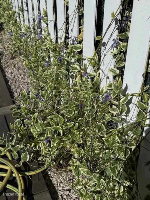 4 bedrooms House in Fornelos, Portugal No. 203074