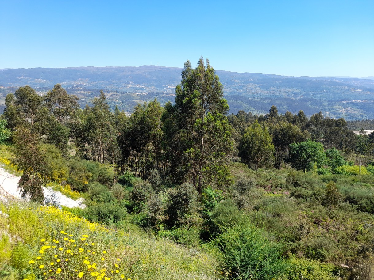  Land in Marco de Canaveses, Portugal No. 52575