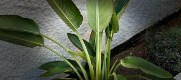 3-salle Appartement à Montecorvino Pugliano, Italy No. 29582 44