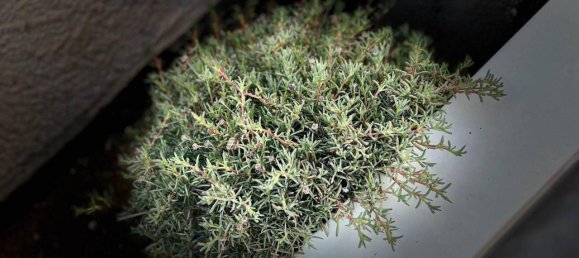 3-salle Appartement à Montecorvino Pugliano, Italy No. 29582 46