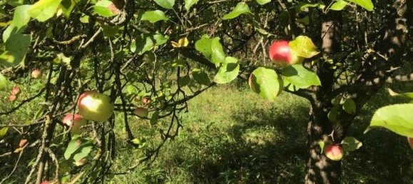 Terreno em Grossweikersdorf, Austria 8112 m² N.º 132852 2