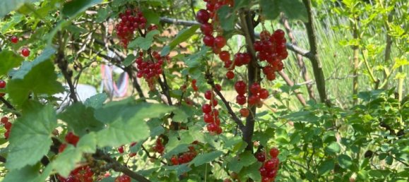  Land in Dahme-Spreewald, Germany No. 244638 3