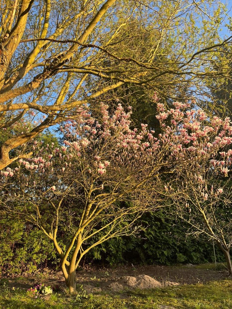  Land in Dahme-Spreewald, Germany No. 244638