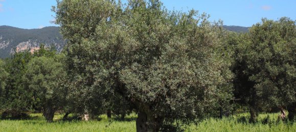 Adosado de 7 dormitorios en Es Capdella, Spain No. 162956 25