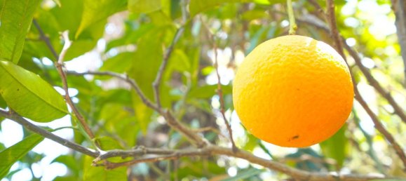 3 chambres Villa à Alicante, Spain No. 135703 38