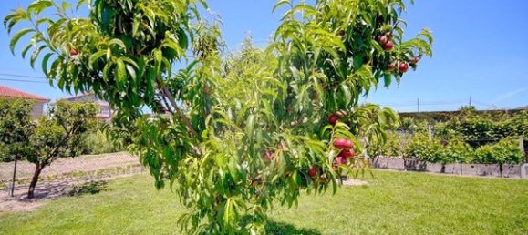 4 غرف نوم منزل في Lama de Arcos, Portugal رقم 183120 38