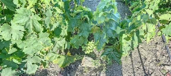 Casa T1 em Benamargosa, Spain N.º 35860 16