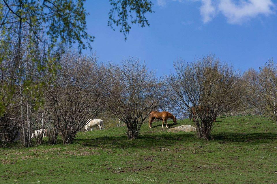 10-Zimmer Haus in Zandobbio, Italy, Nr. 168503