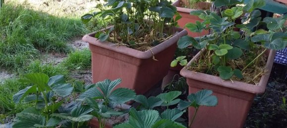 5 rooms Penthouse in Pisa, Italy No. 120681 8