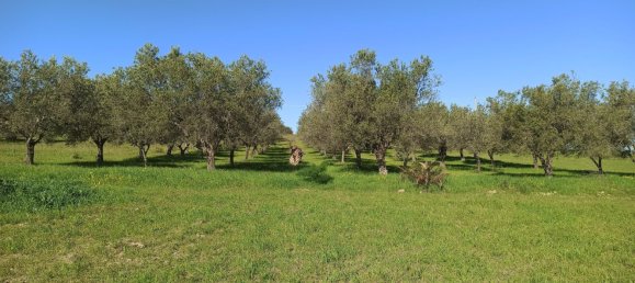  Land in Noto, Italy No. 60994 3