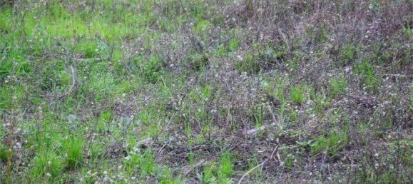 Grundstück in Lucca, Italy 1500m², Nr. 39324 14