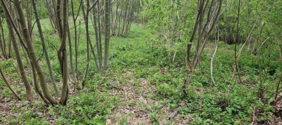 Terrain à Spital am Semmering, Austria 2815m² No. 131986 8