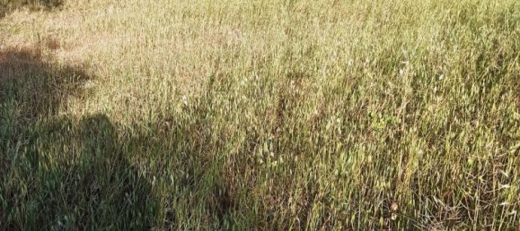 1312m² Land in Augusta, Italy No. 61298 22