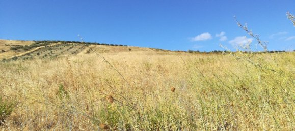 Terreno en Montallegro, Italy 19000 m² No. 255677 6