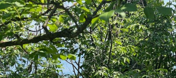 Terrain à Padenghe sul Garda, Italy 19000m² No. 164359 2