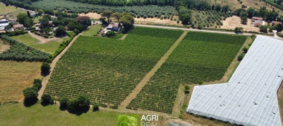 34910m² Land in Cisterna di Latina, Italy No. 272885 2