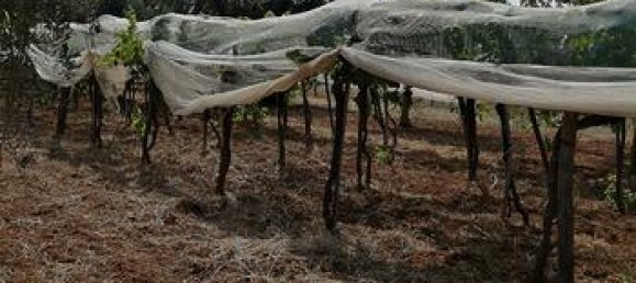 Terrain à Francavilla Fontana, Italy 7500m² No. 281318 5