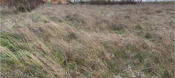 Grundstück in Olmedo, Spain 11816m², Nr. 84872 8