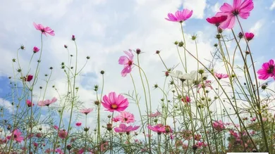 Terreno em Michelhausen, Austria N.º 217503