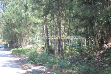  قطعة أرض في Alvelos, Portugal 11005متر مربع رقم 31332