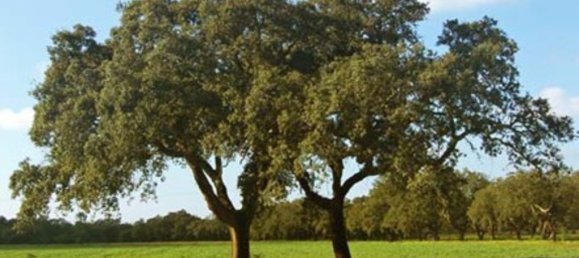 قطعة أرض في Setubal, Portugal 159999متر مربع رقم 119305 15