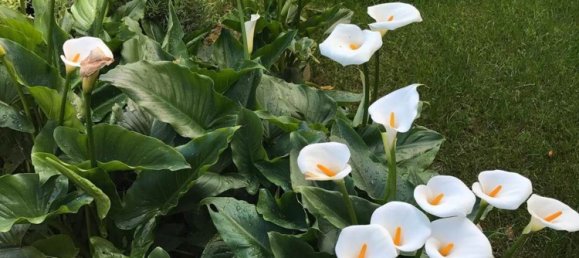 3 rooms Apartment in Scarlino, Italy No. 276976 8