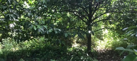 Propriété commerciale à Khok Kloi, Thailand 3766m² No. 8052 3