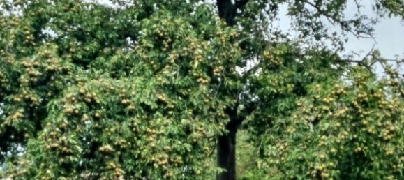 Ферма с 4 комнатами в Передняя Померания-Грайфсвальд, Германия № 258948 3