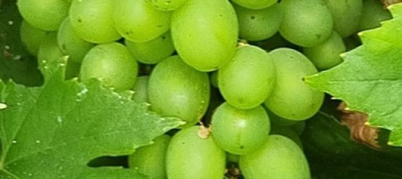 Ферма с 4 комнатами в Передняя Померания-Грайфсвальд, Германия № 258948 19