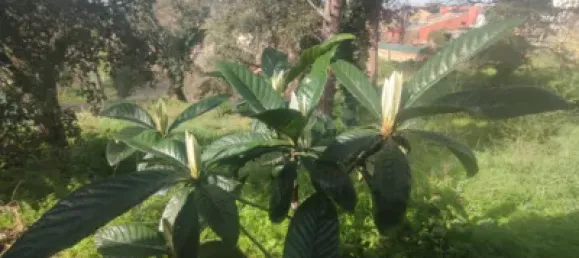 Terrain à Caldes de Malavella, Spain 837m² No. 21929 4