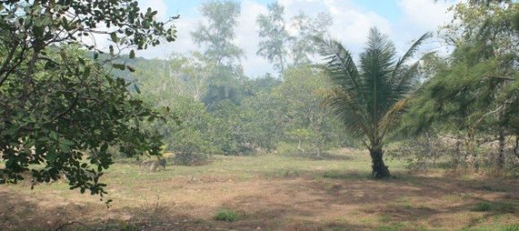 52800m² Commercial property in Bang Tao, Thailand No. 12414 2