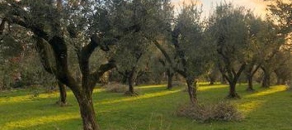 4980m² Land in Zagarolo, Italy No. 292214 2