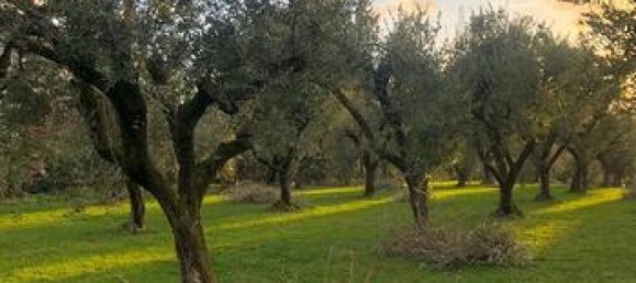 4980m² Land in Zagarolo, Italy No. 292214 5