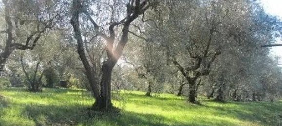 4980m² Land in Zagarolo, Italy No. 292214 3