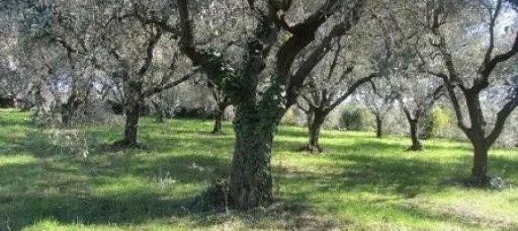 4980m² Land in Zagarolo, Italy No. 292214 4