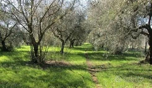 4980m² Land in Zagarolo, Italy No. 292214