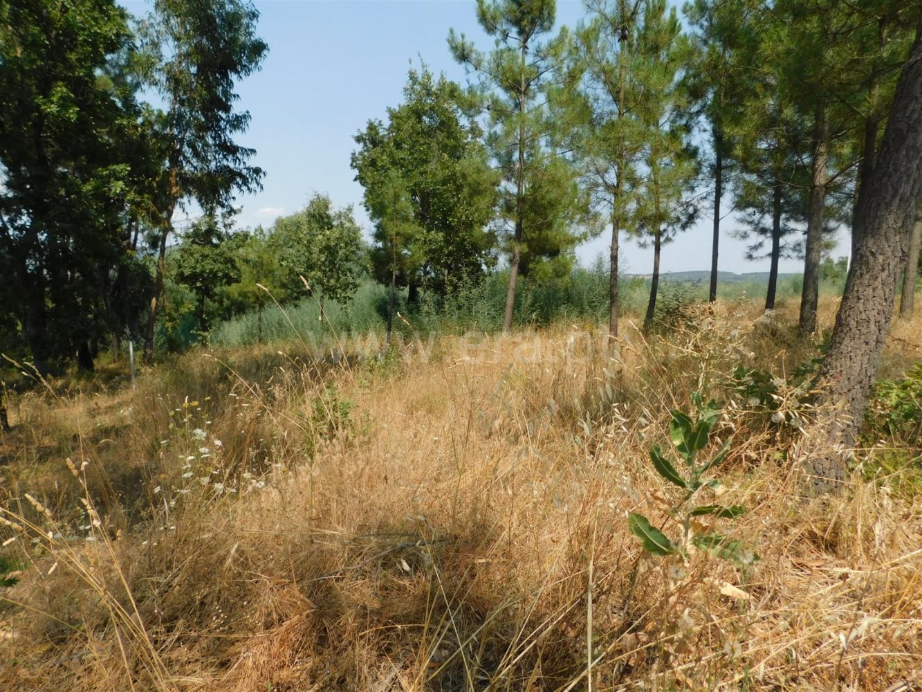 Land in Fundao, Portugal No. 289439