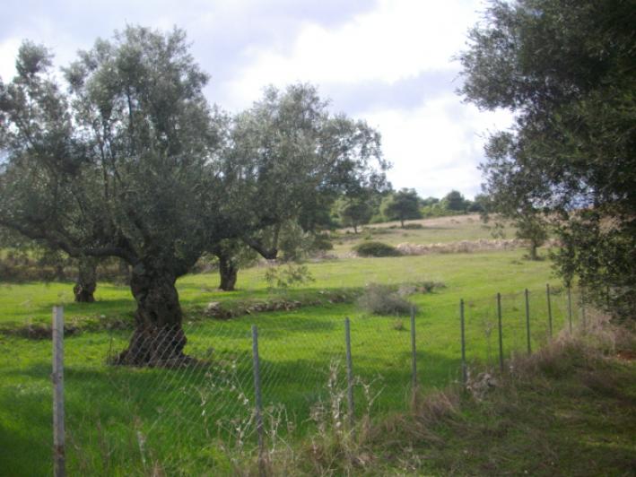 Terra em Zakynthos, Greece N.º 600