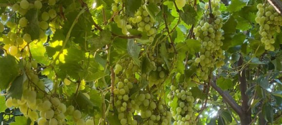 9 bedrooms House in Absheron, Azerbaijan No. 1182 23