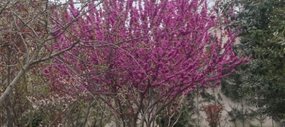 9 bedrooms House in Absheron, Azerbaijan No. 1182 6