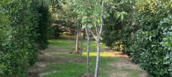 9 bedrooms House in Absheron, Azerbaijan No. 1182 5